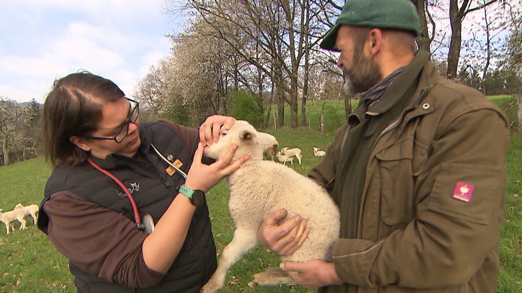 Foto: Tierärztin untersucht ein Lamm