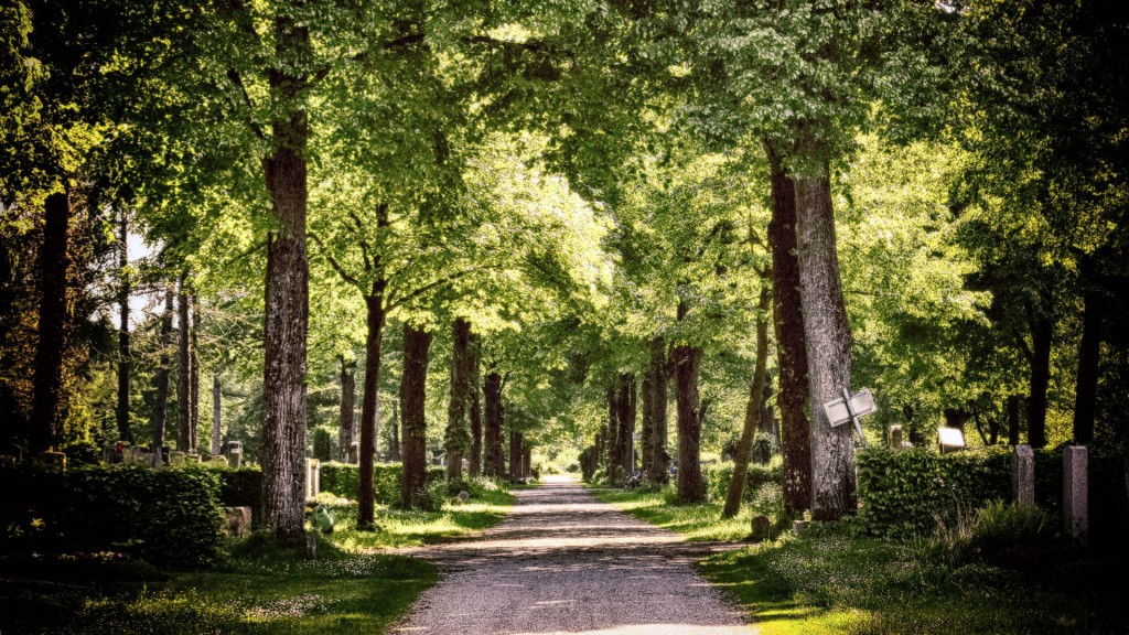 Bäume auf einem Friedhof