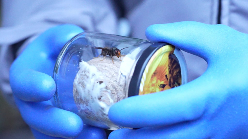 Foto: Gefangene Hornisse im Glas