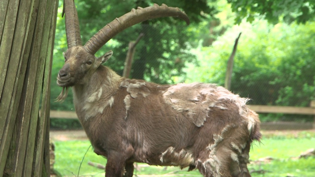 Foto: Steinbock Anton im Saarbrücker Wildpark