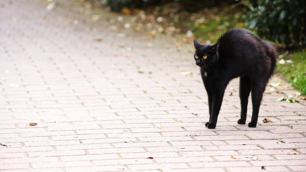 schwarze Katze
