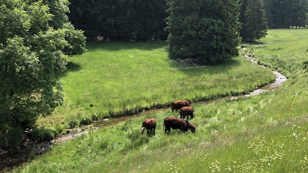 Die Meurthe im Vogesental Le Valentin