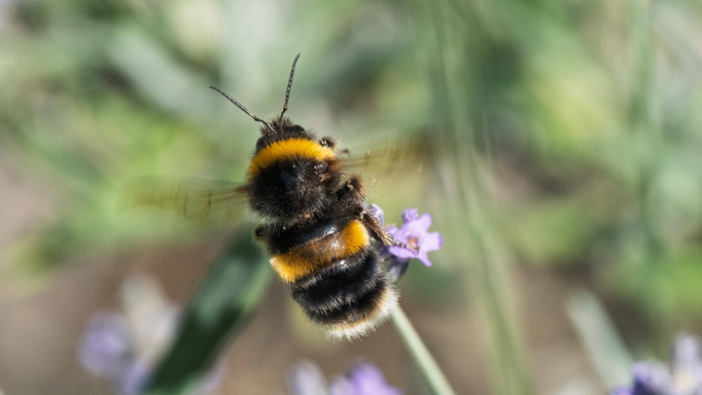 Eine Hummel sitzt an einer Blüte