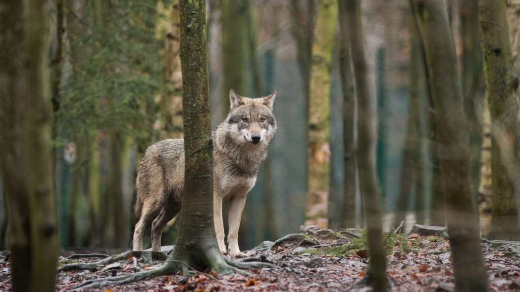 Ein Wolf steht im Wald und beobachtet seine Umgebung.