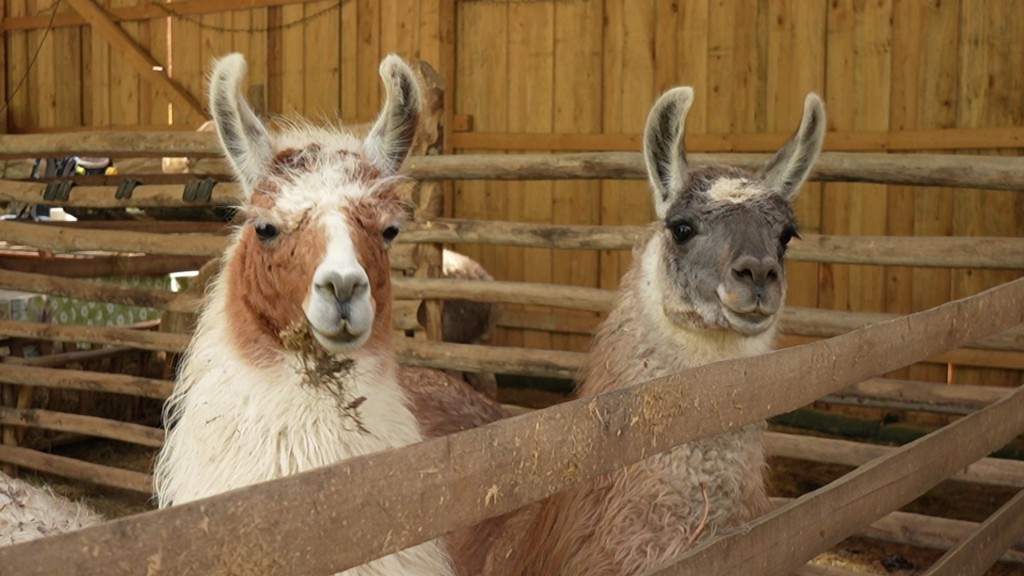 Foto: Lamas im Stall