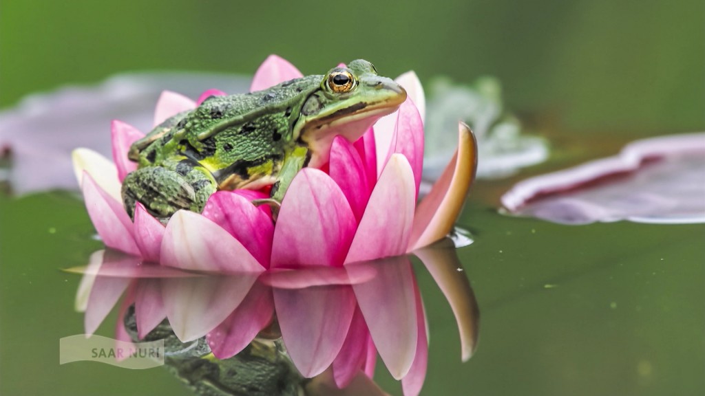 Foto: Frosch auf einer Seerose