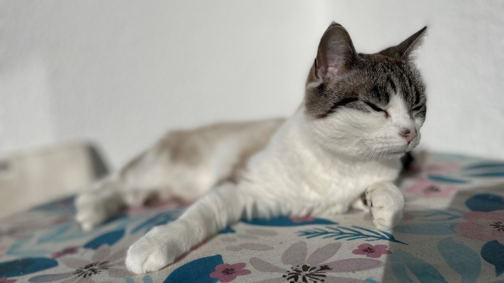 Katze schläft