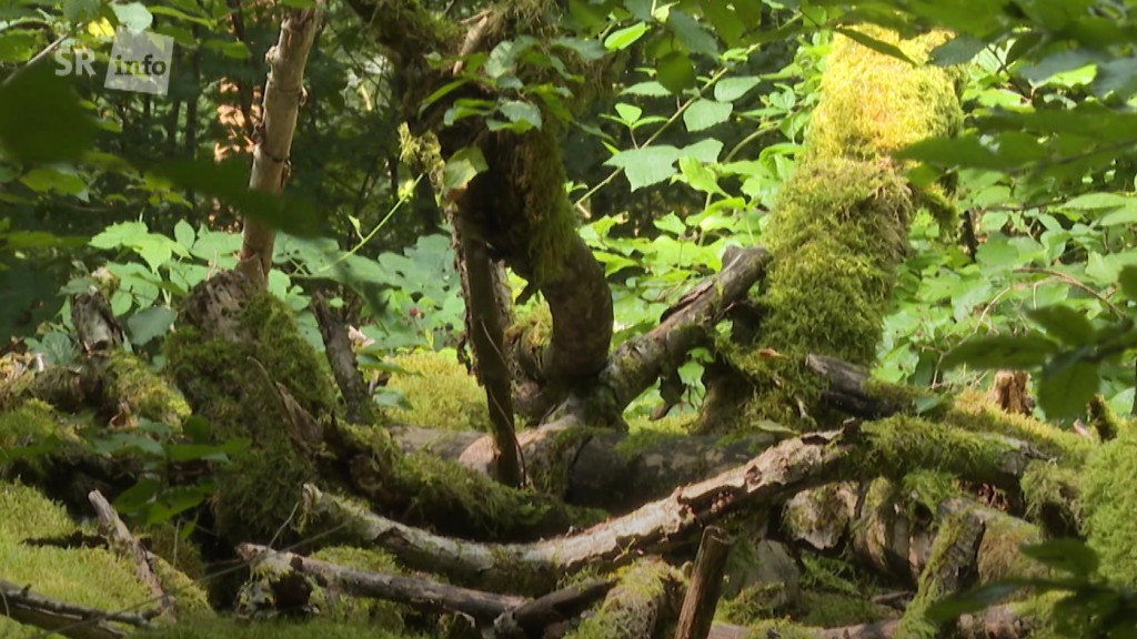 Foto: Urwald bei Saarbrücken