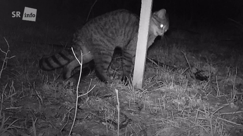 Foto: Foto-Aufnahme einer Wildkatze im Wald  