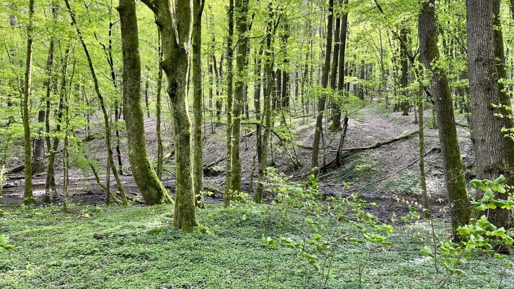Saarbrücker Urwald 