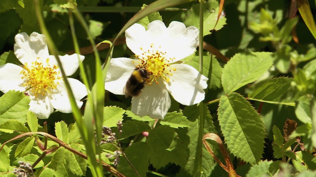 Foto: Biene auf einer Blume
