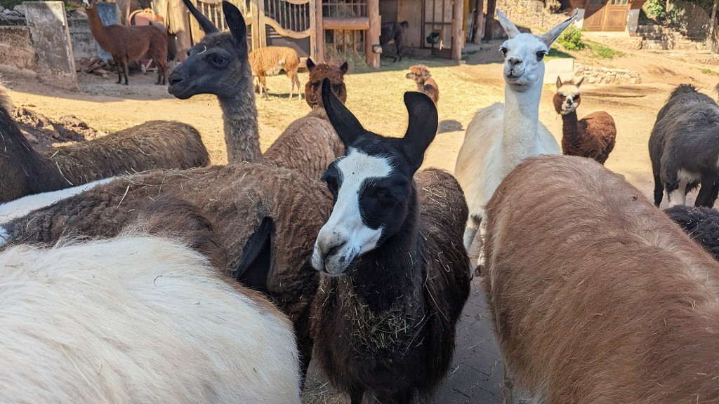 Die Lamas im Löstertal