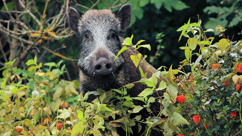 Ein Wildschwein am Rand eines Gartens