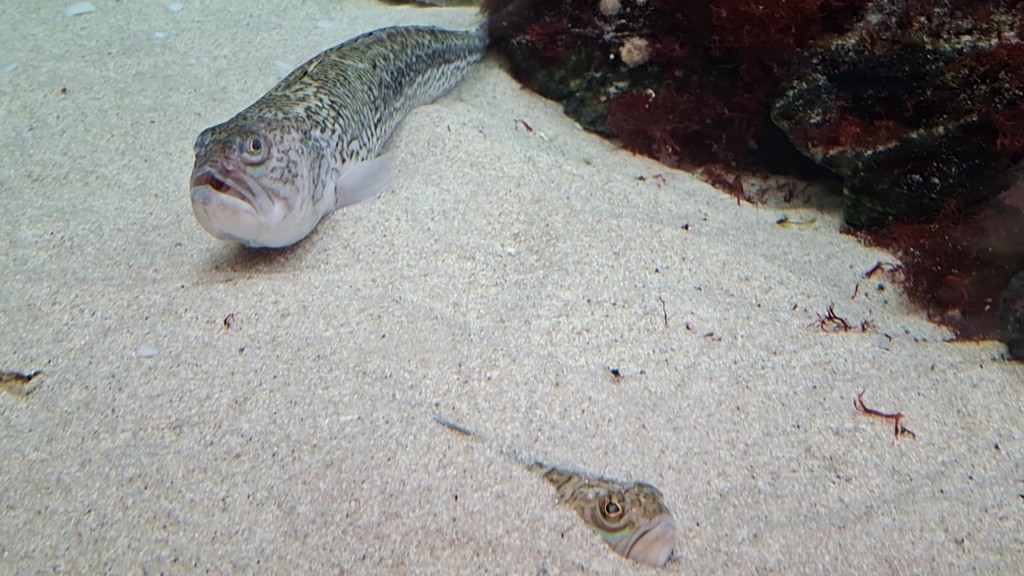 Foto: Petermännchen im Wasser 
