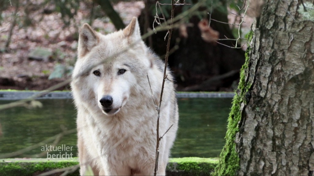 Foto: Ein Wolf
