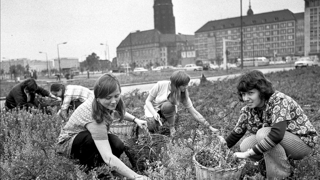 Frauen jäten Unkraut während eines Subbotniks am Pirnaischen Platz in Dresden, April 1975