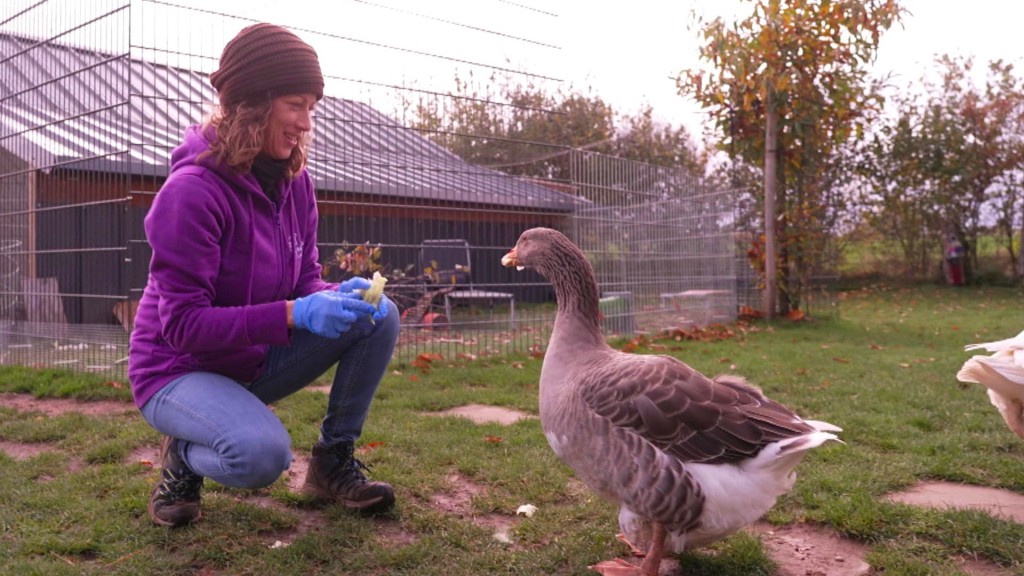 Foto: Frau füttert Gans auf Gnadenhof