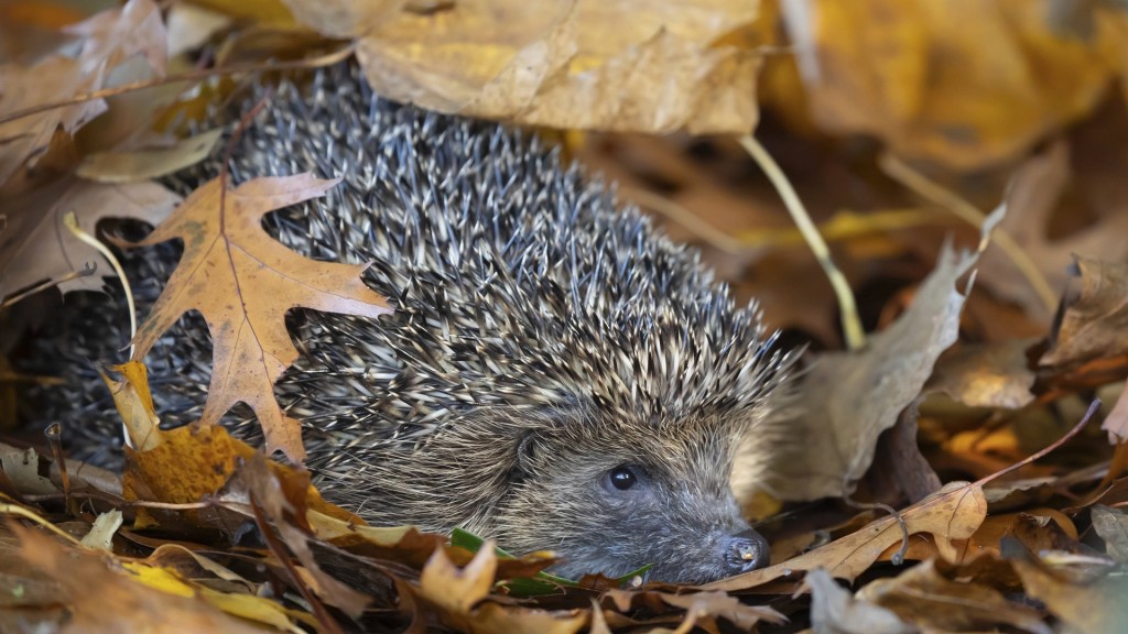 Ein erwachsener Igel in einem Laubhaufen.