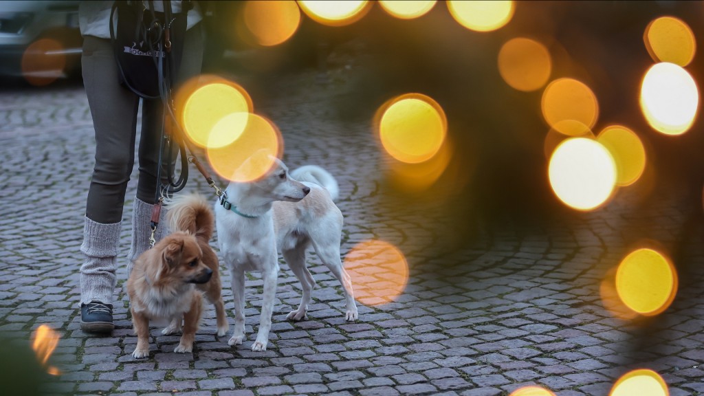 Hunde auf einem Weihnachtsmarkt