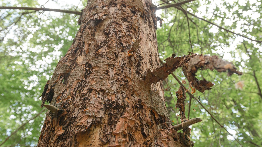 Durch Borkenkäfer verursachte Schäden an einem Baum.