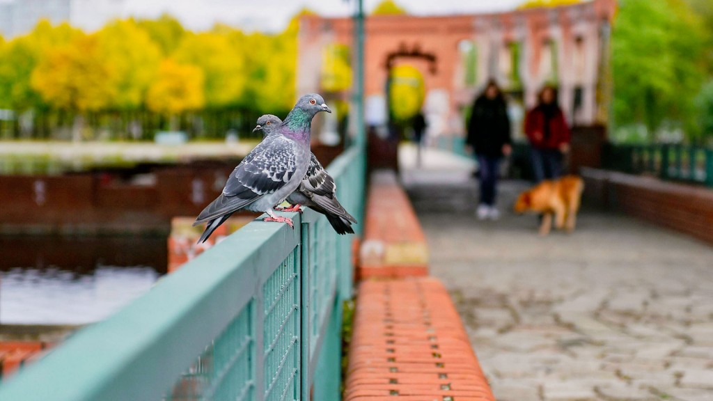 Stadttauben im Saarbrücker Bürgerpark
