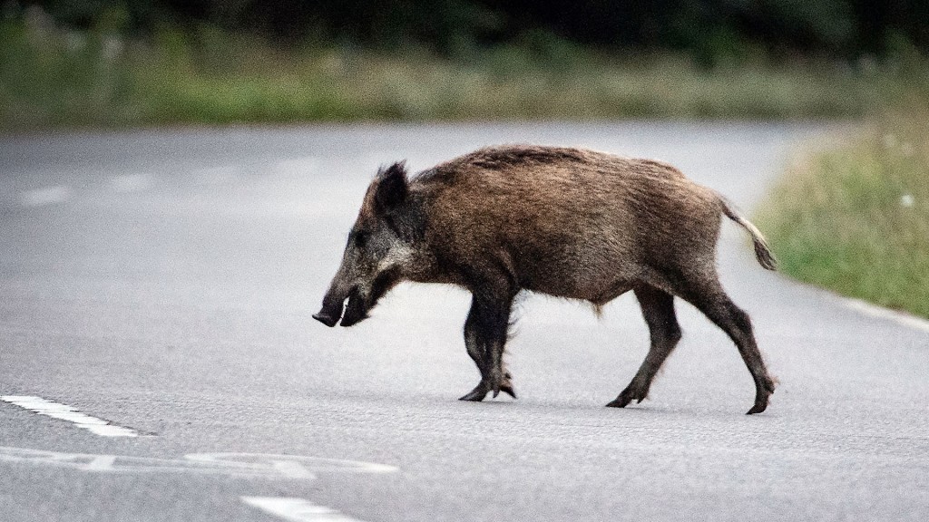 Foto: Ein Wildschwein läuft über eine Straße