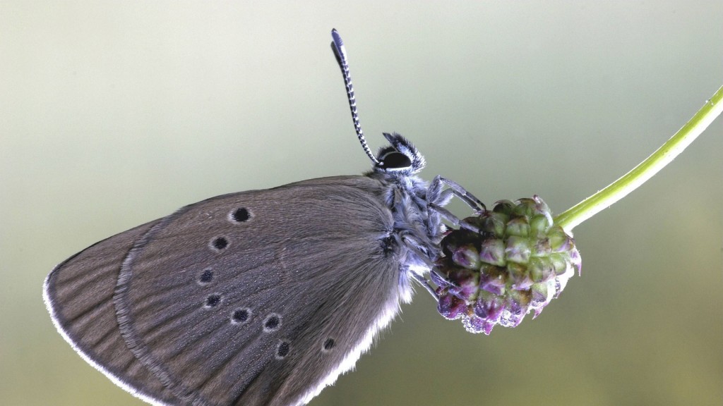 Dunkler Wiesenknopf-Ameisenbläuling 