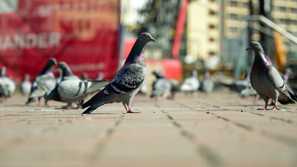 Tauben am Stummplatz in Neunkirchen