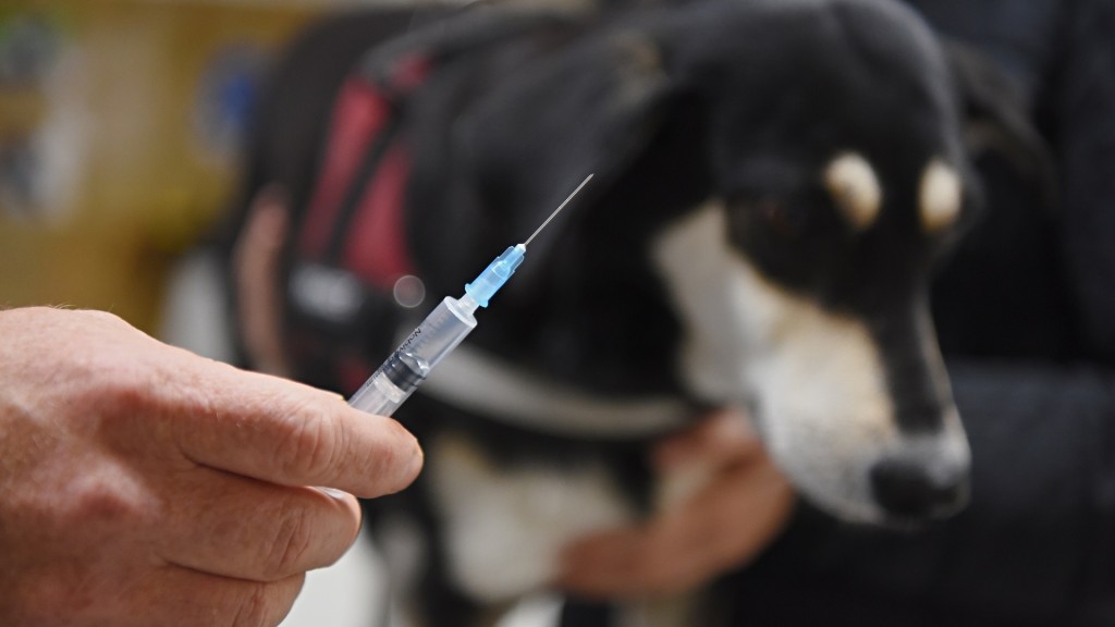 Ein Hund wird gegen Tollwut geimpft