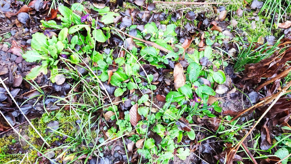 Primeln wachsen zwischen dem Lava-Mulch