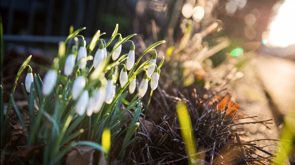 Schneeglöckchen blühen am Straßenrand