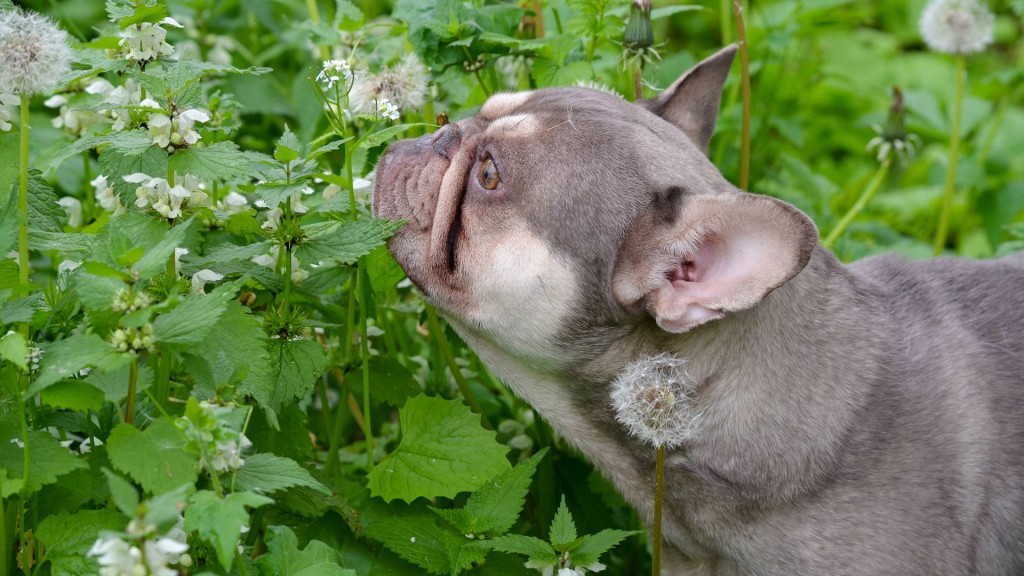Französische Bulldogge schnuppert an Blumen.