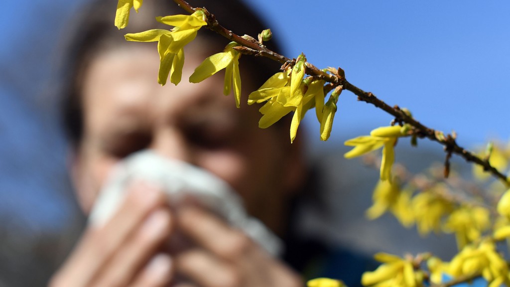 Immer mehr Menschen leiden an Pollenallergie