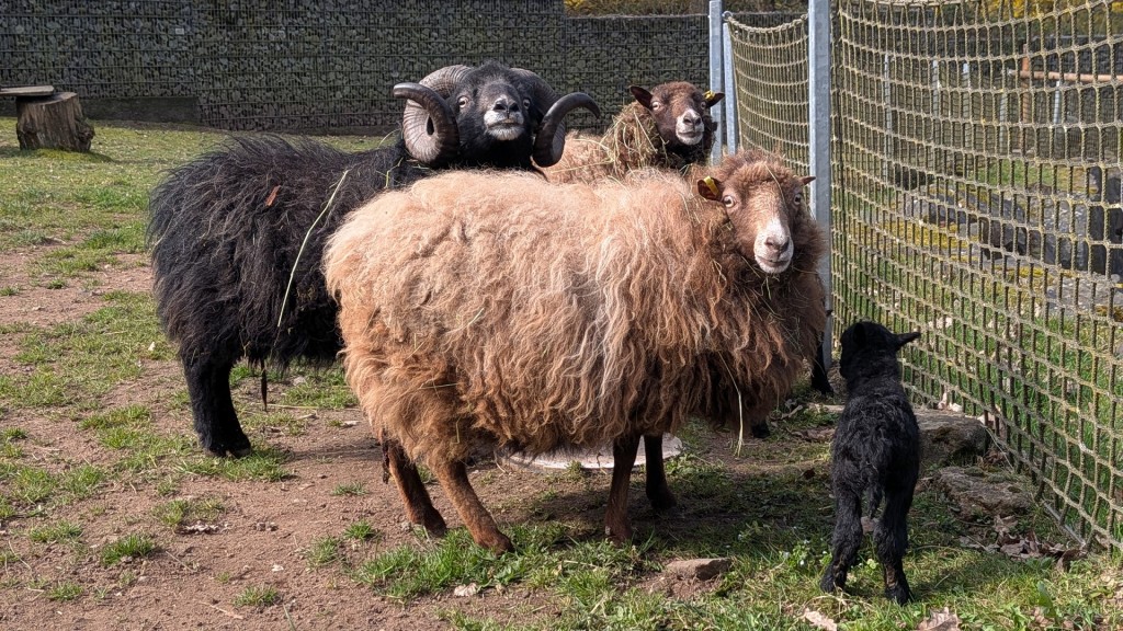 Nachwuchs bei den Bretonischen Zwergschafen.