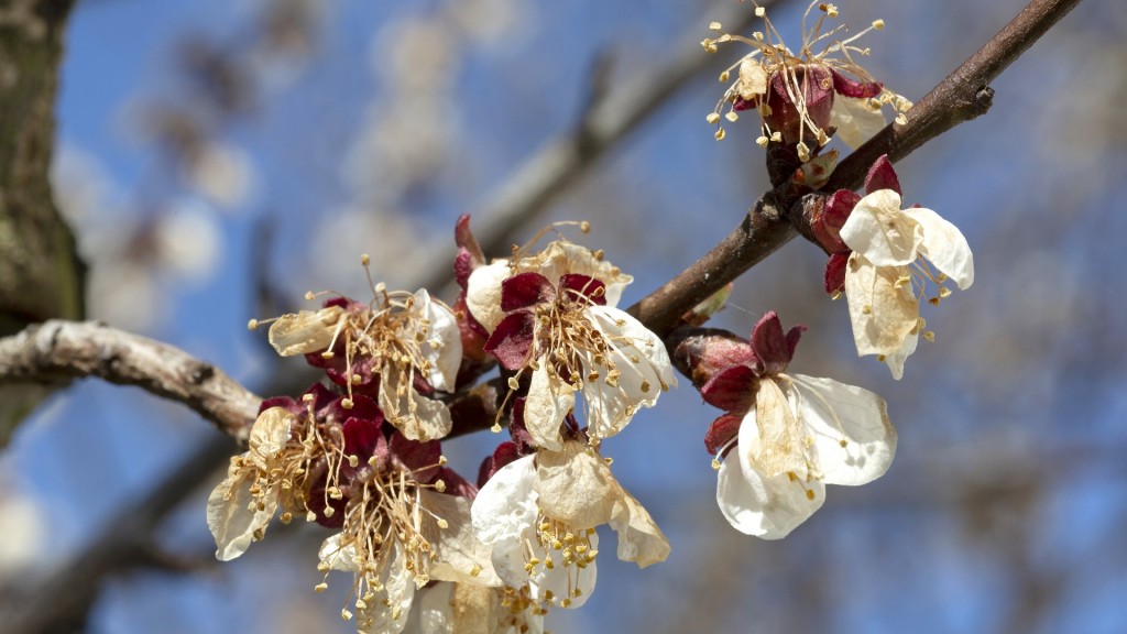 Frostschäden an einer Obstbaumblüte