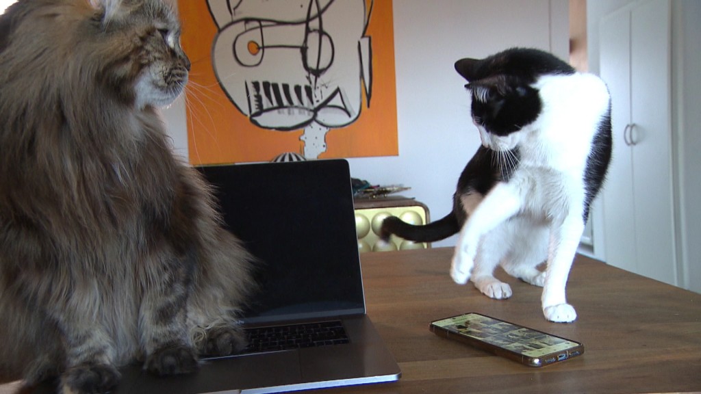 Foto: Zwei Katzen auf einem Tisch