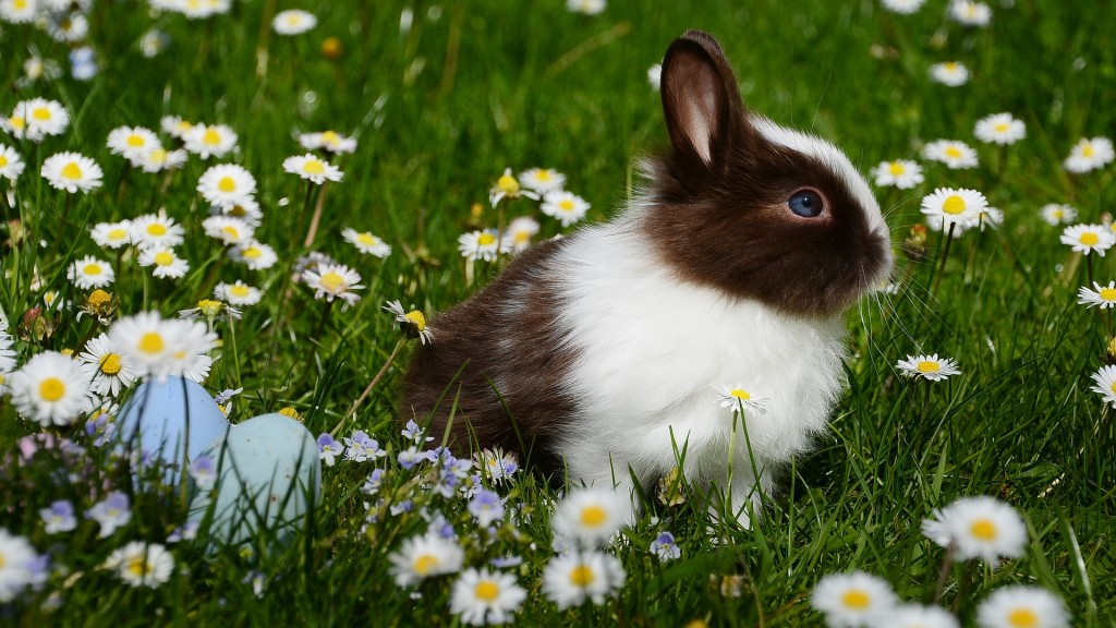 Ein Kaninchen sitzt in einer Wiese mit Gänseblümchen neben gefärbten Ostereiern. 