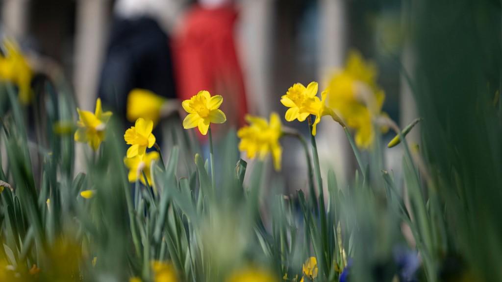 Gelbe Frühlingsblüten auf einer Wiese