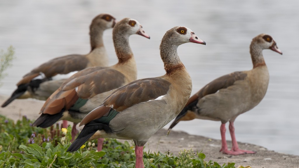 Nilgänse