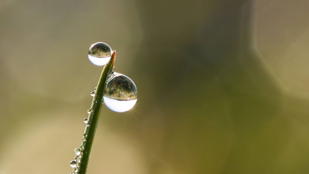 Foto: Zwei Regentropfen glänzen in der Sonne auf einem Grashalm