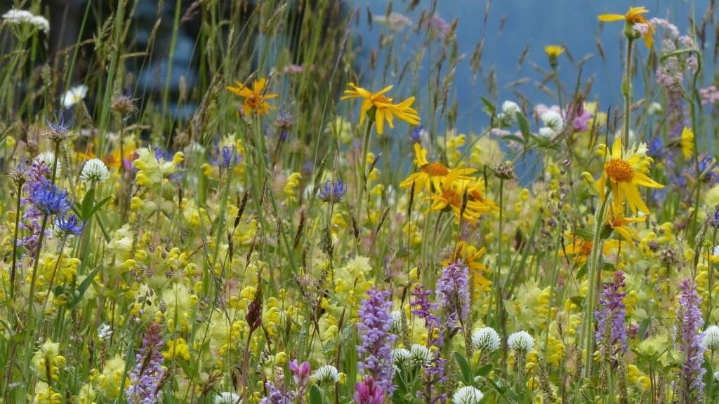 Blumenwiese