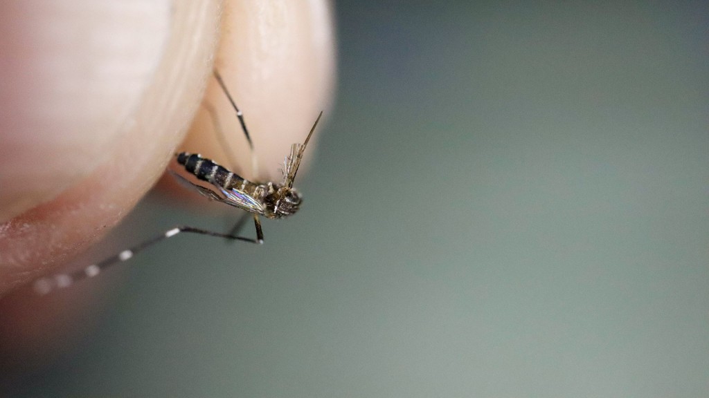 Eine (Sub-)Tropische Stechmücke wird zwischen zwei Fingerspitzen gehalten