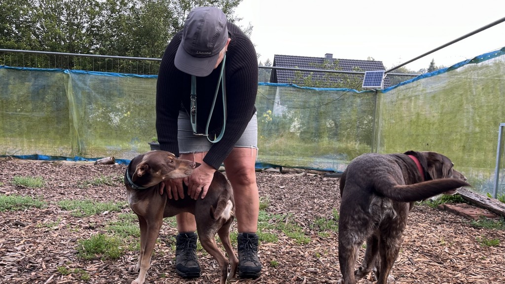Zwei Hunde in einer Tierpension