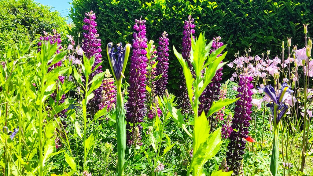 Ein Bild von einem blühenden Garten im Frühling
