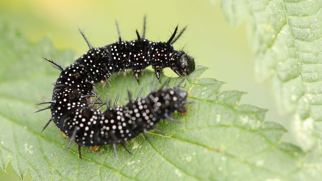 Raupe - Tagpfauenauge (Schmetterling)