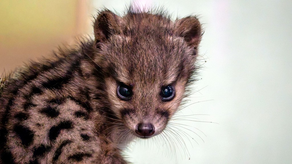 Nachwuchs bei den Fanalokas im Neunkircher Zoo