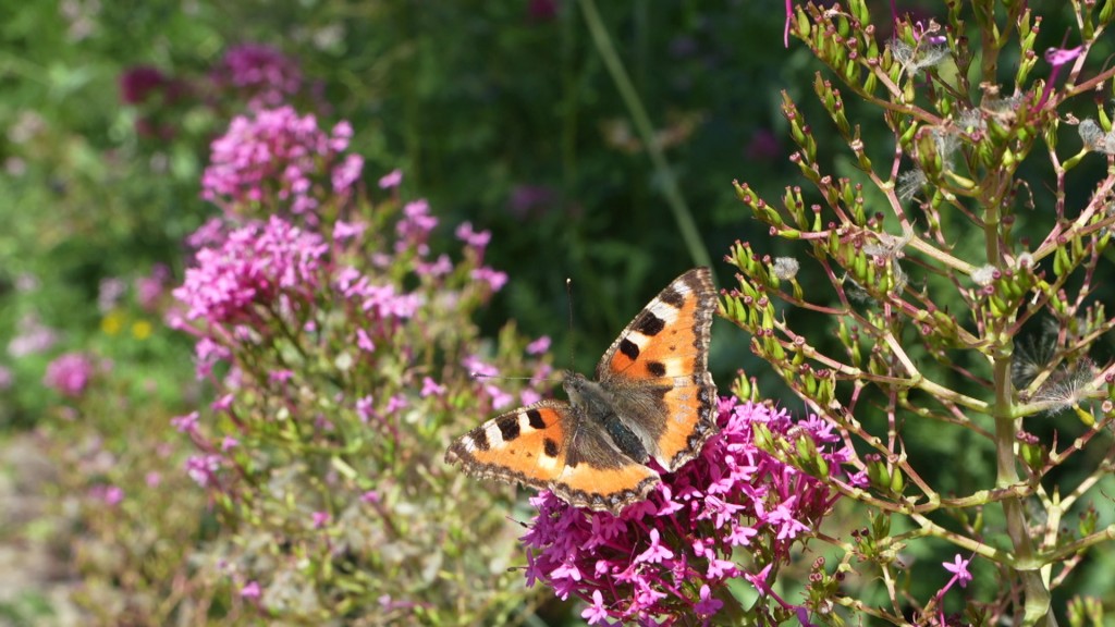 Foto: Ein Schmetterling auf einer Blume