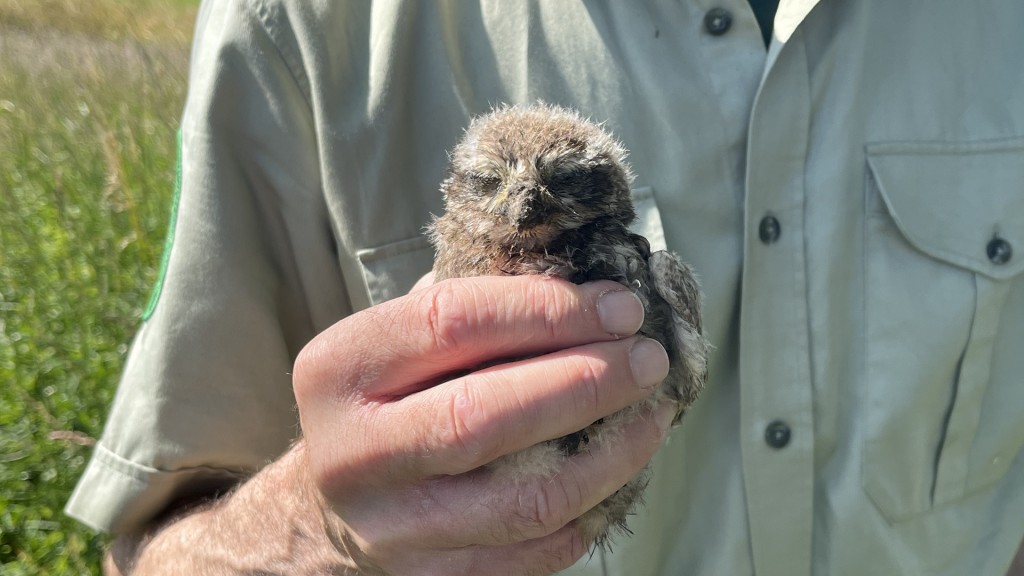 Baby-Steinkauz aus dem Bliesgau 