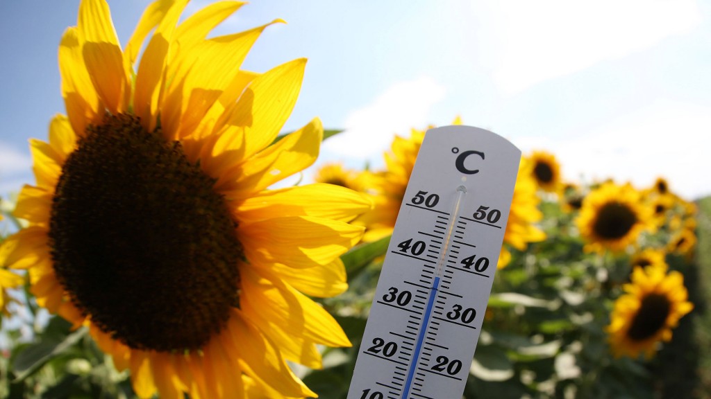 Ein Thermometer im Sonnenblumenfeld zeigt eine hohe Temperatur