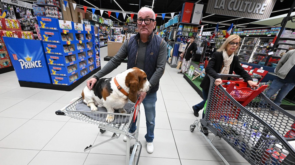Hund im Einkaufswagen in einem Lebensmittelgeschäft (hier am 22. Juni 2026 in einem Intermarché-Markt in Virecourt in den Vogesen)